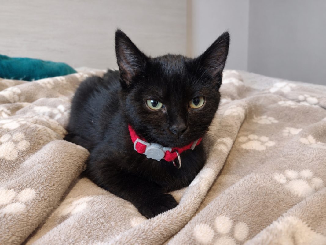 Bianca - Chat Européen à adopter