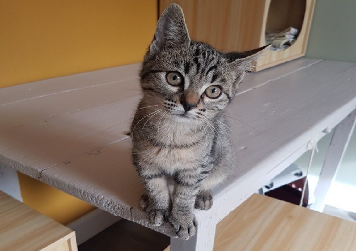 Matcha - Chat Européen à adopter
