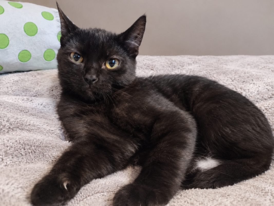 Bingo - Chat Européen à adopter