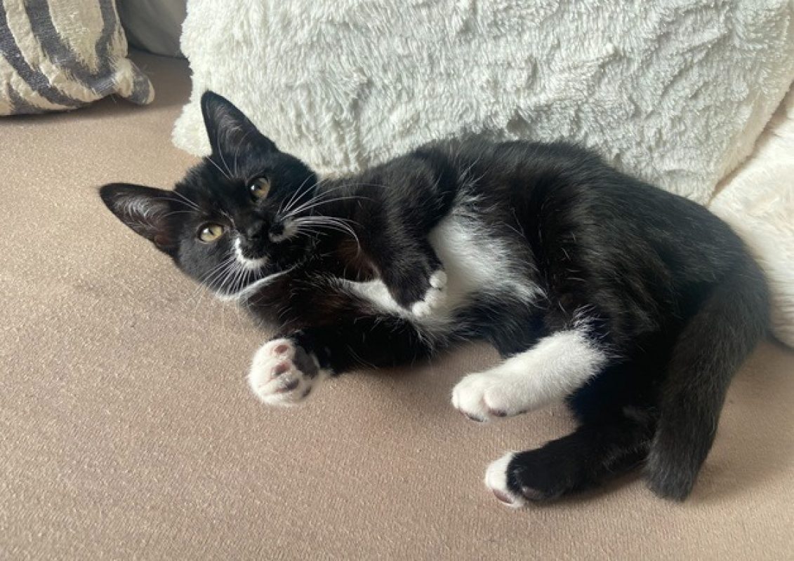Moka - Chat Européen à adopter