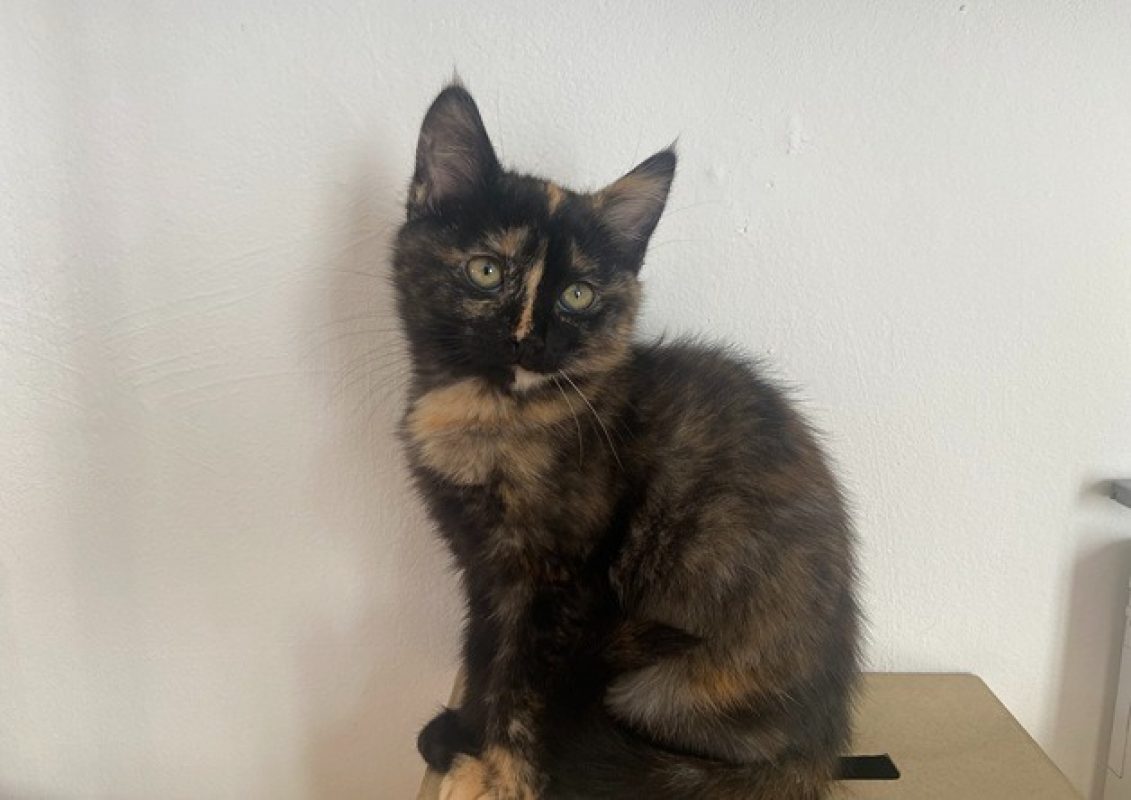 Reglisse - Chat Européen à adopter