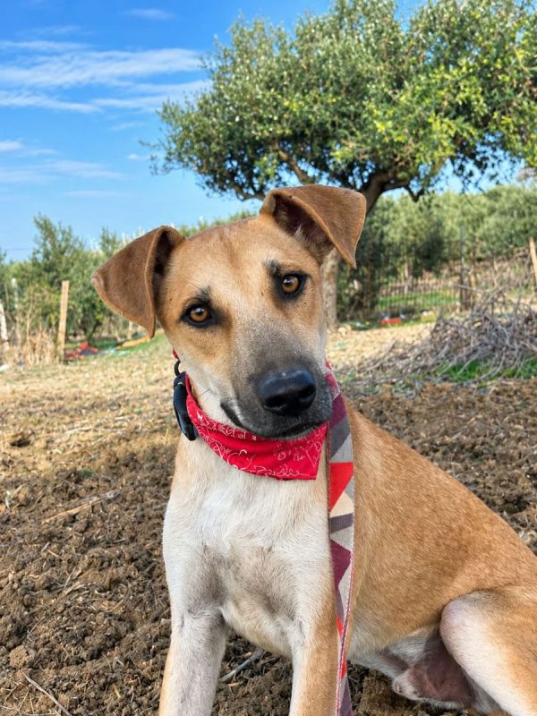BILLY - Chien à adopter - photo 3