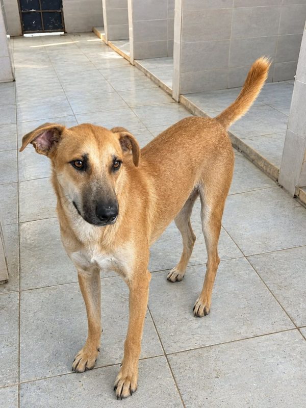 BILLY - Chien à adopter - photo 4