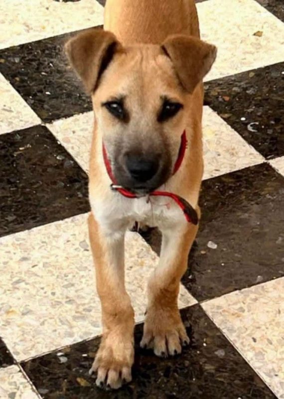 BILLY - Chien à adopter - photo 12