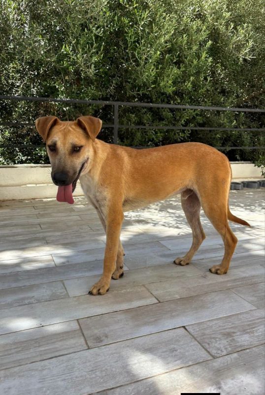BILLY - Chien à adopter - photo 9