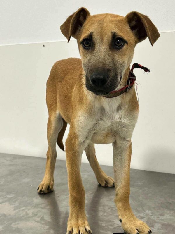 BILLY - Chien à adopter - photo 11