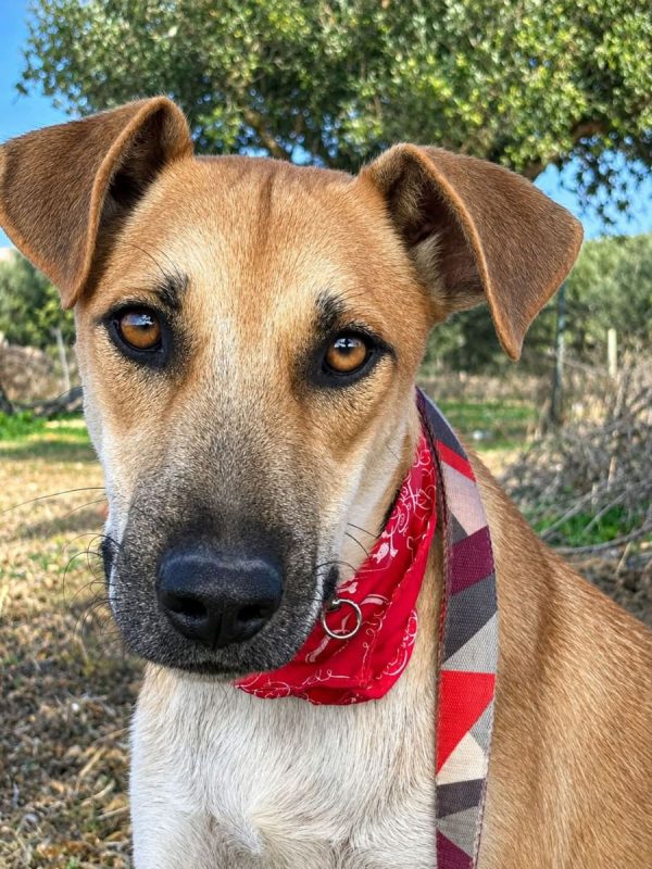 BILLY - Chien à adopter - photo 2