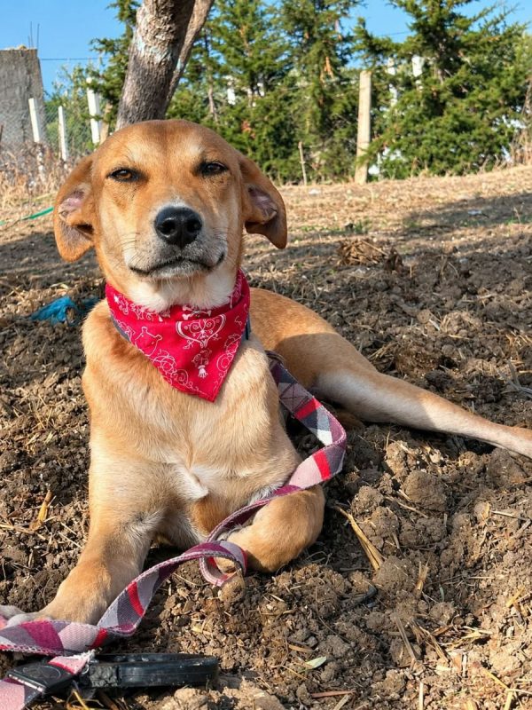 Dédé - Chien à adopter - photo 4