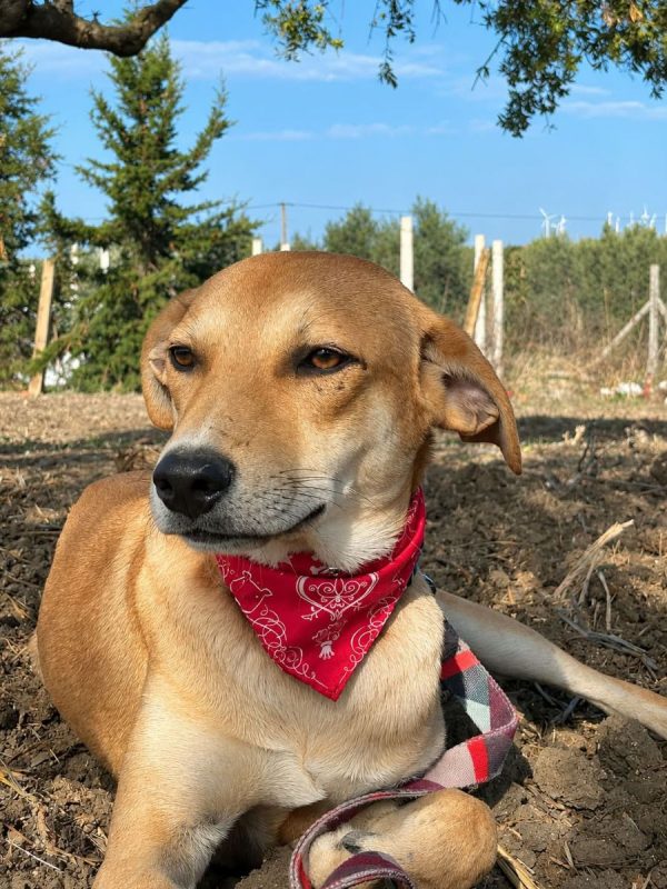 Dédé - Chien à adopter - photo 2