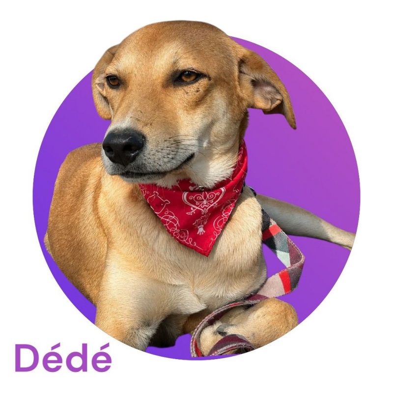 Dédé - Chien à adopter