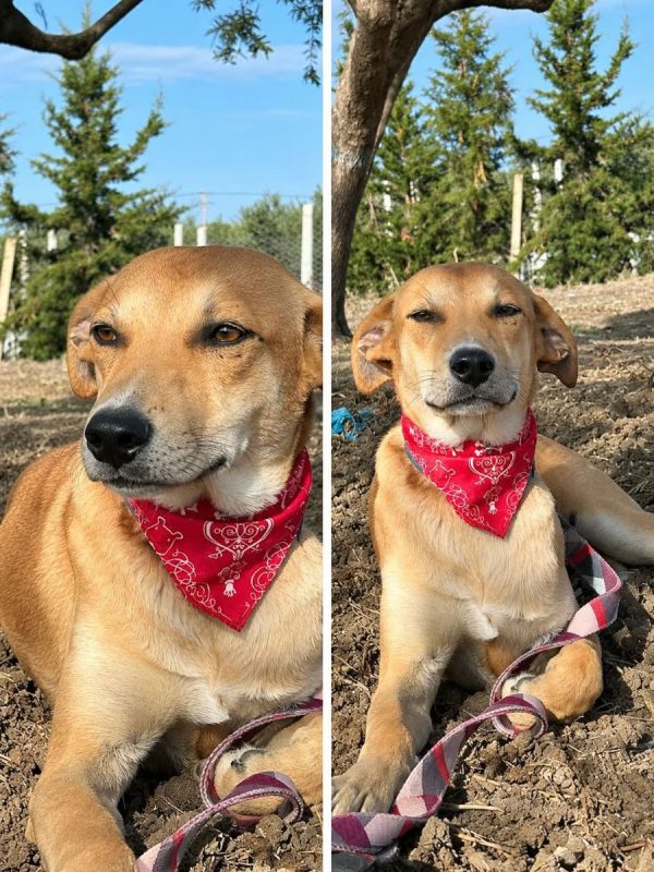 Dédé - Chien à adopter - photo 3