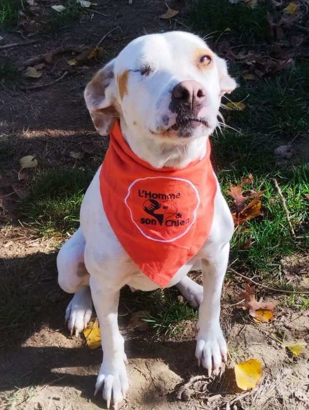 JADE - Chien à adopter - photo 2