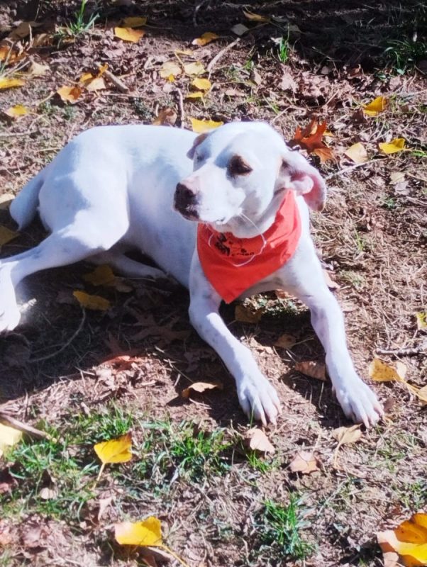 JADE - Chien à adopter - photo 3