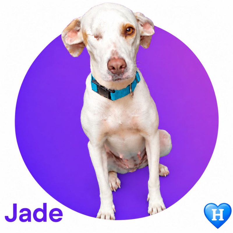 JADE - Chien à adopter