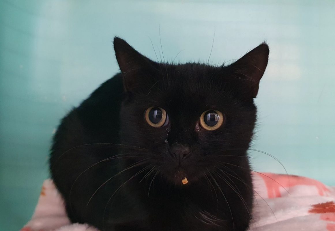 Plume - Chat Européen à adopter