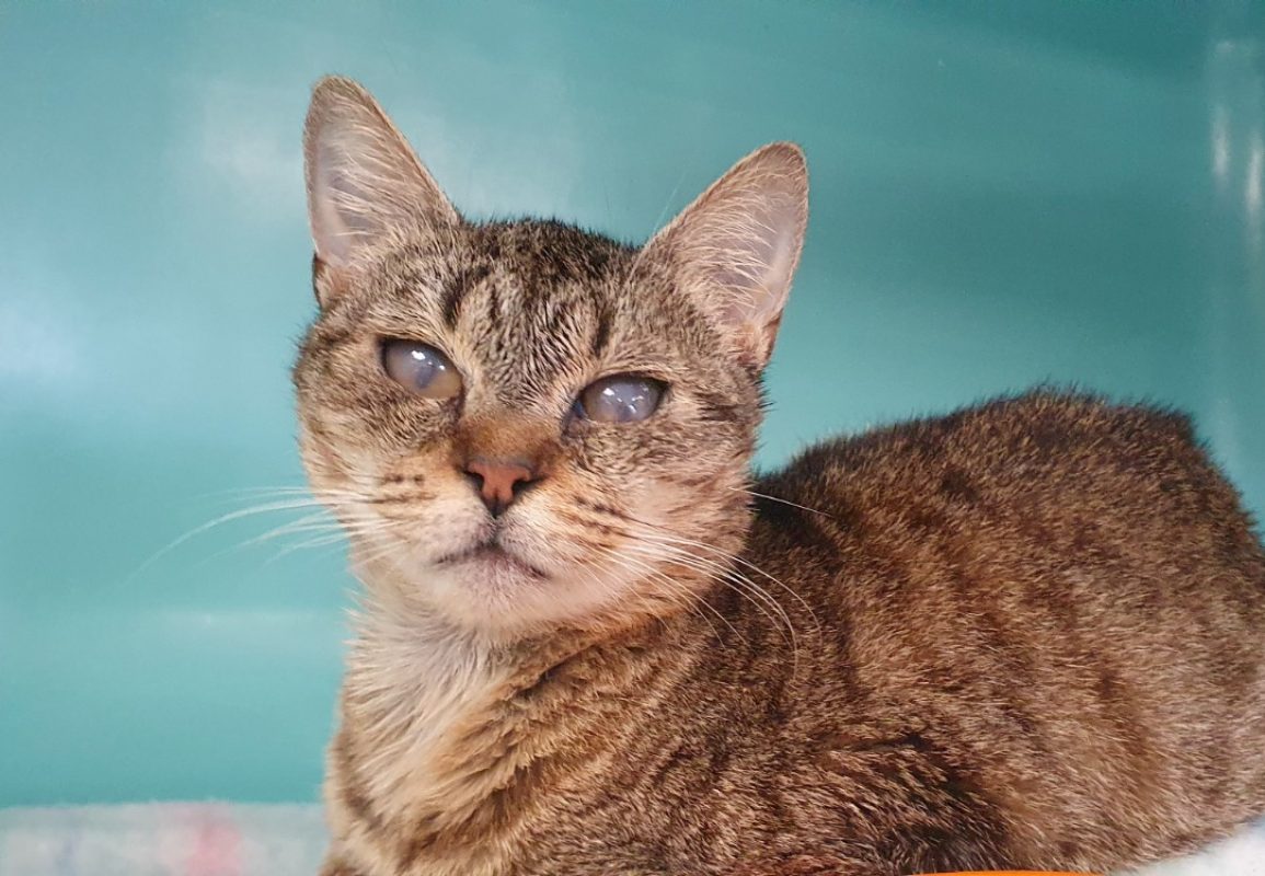 Lina - Chat Européen à adopter