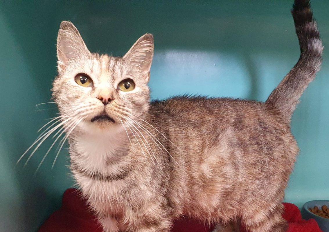 Bebeloo - Chat Européen à adopter