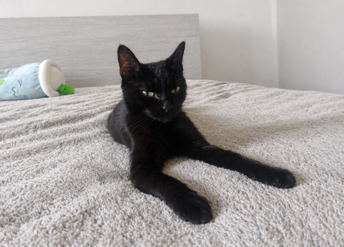 Baghera - Chat Européen à adopter