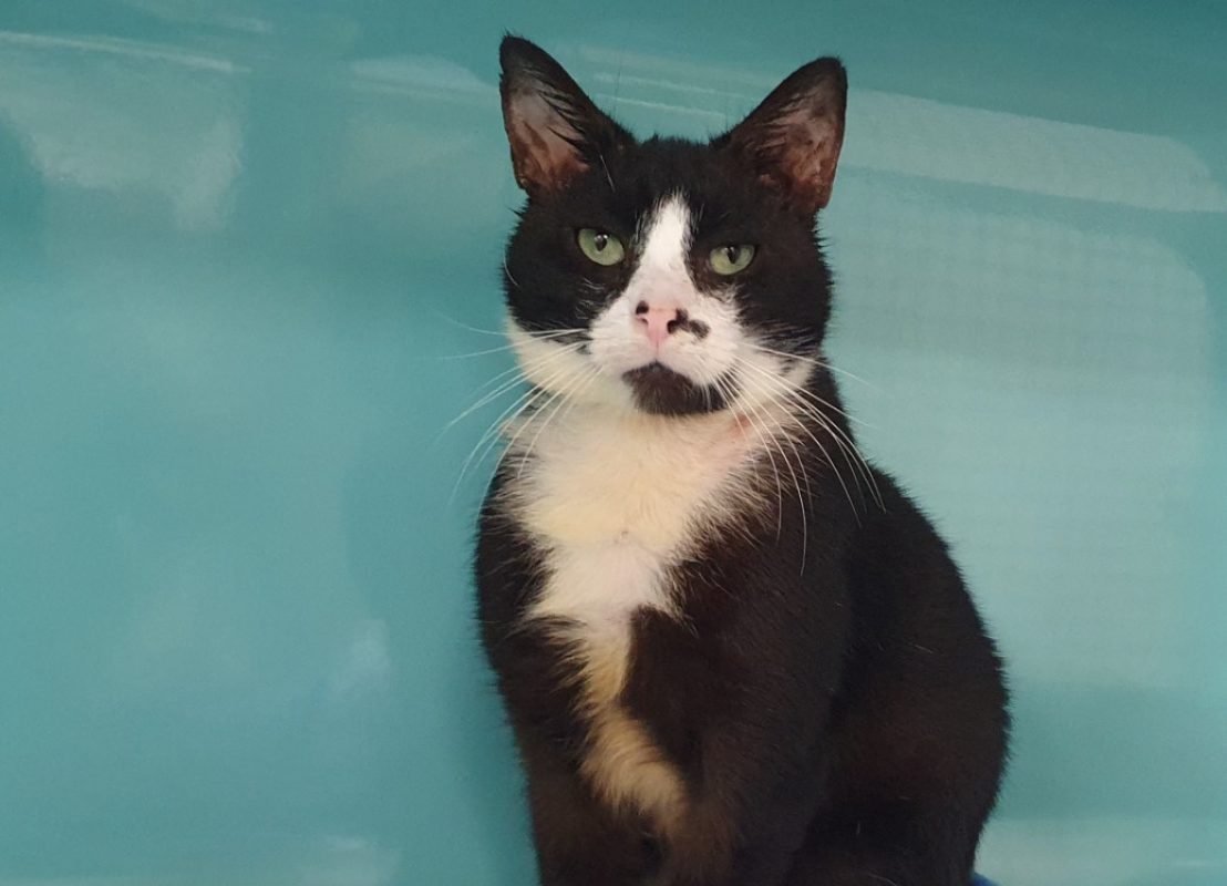Alix - Chat Européen à adopter