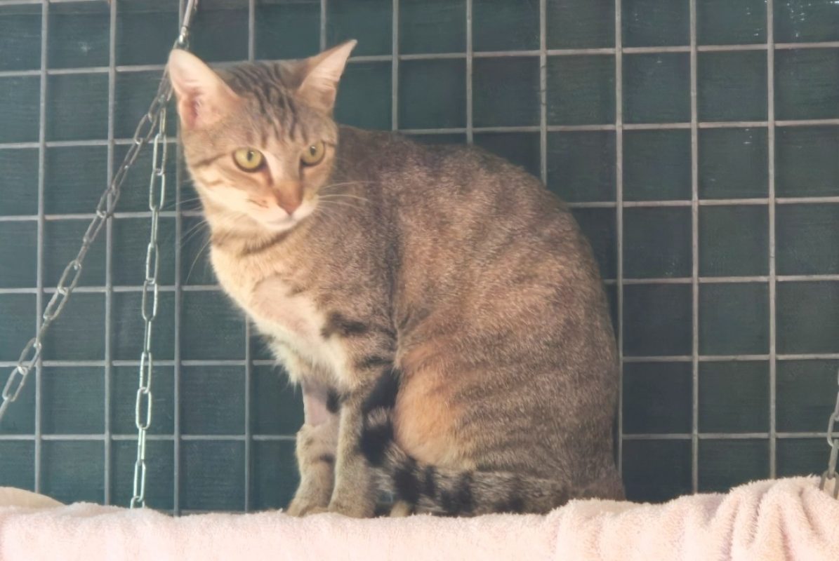 Pita - Chat Européen à adopter