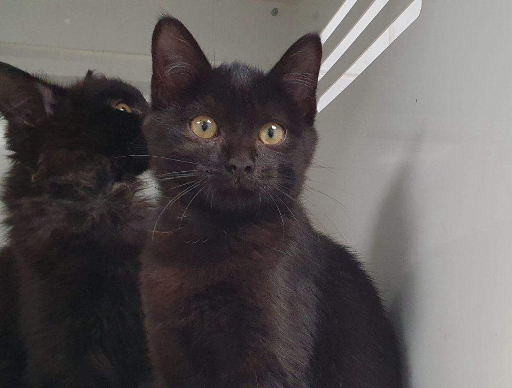 Panthera - Chat Européen à adopter