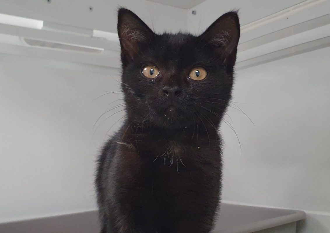 Jet - Chat Européen à adopter