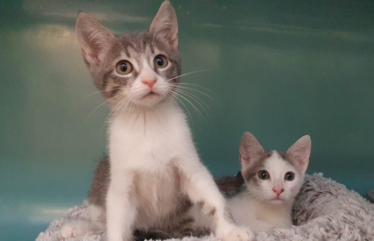 Clover - Chat Européen à adopter