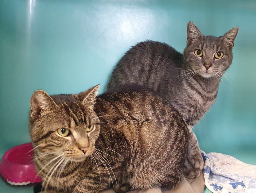 Tarzan - Chat Européen à adopter
