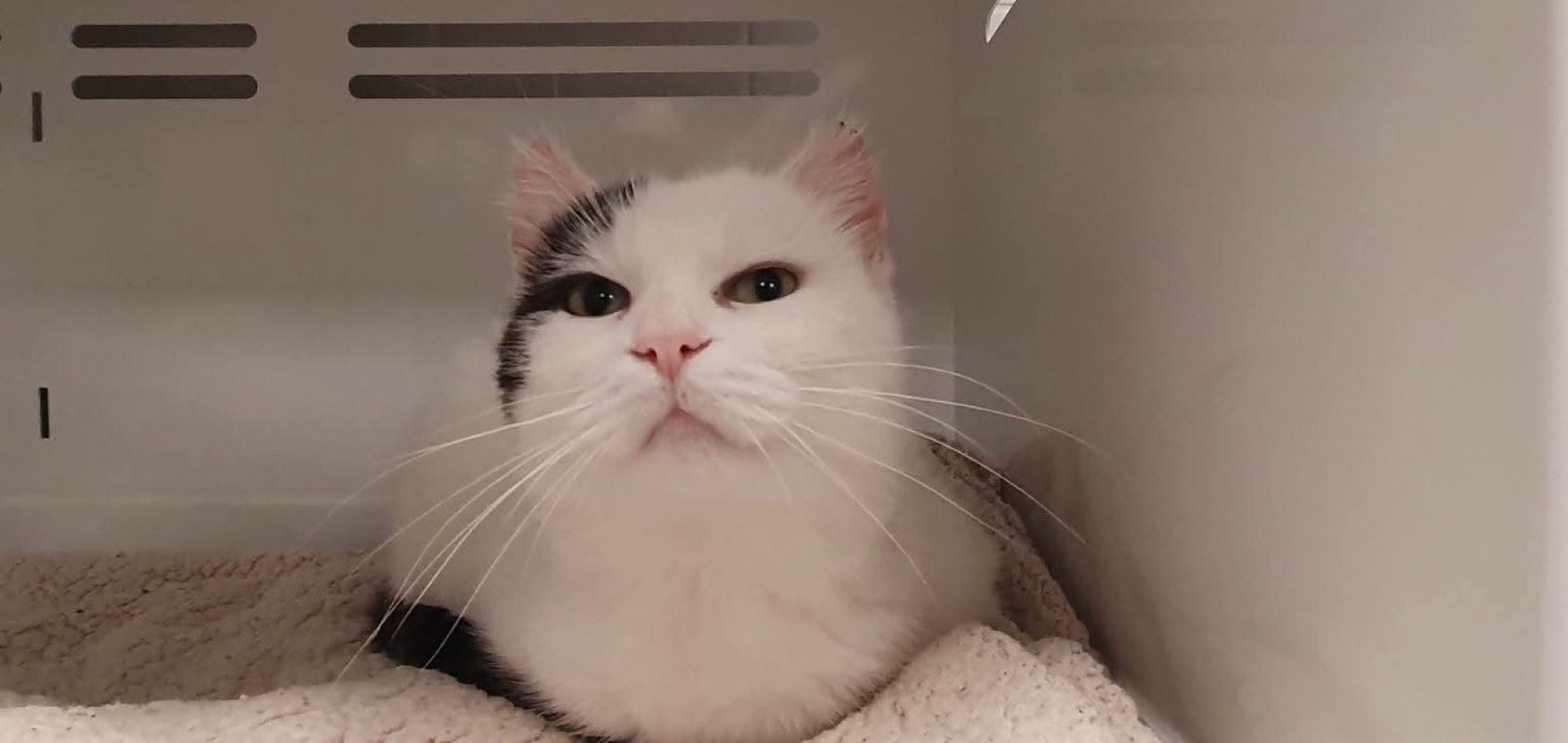 Moorea - Chat Européen à adopter