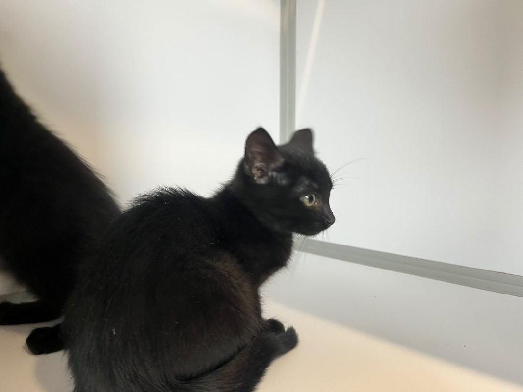 Lune - Chat Européen à adopter