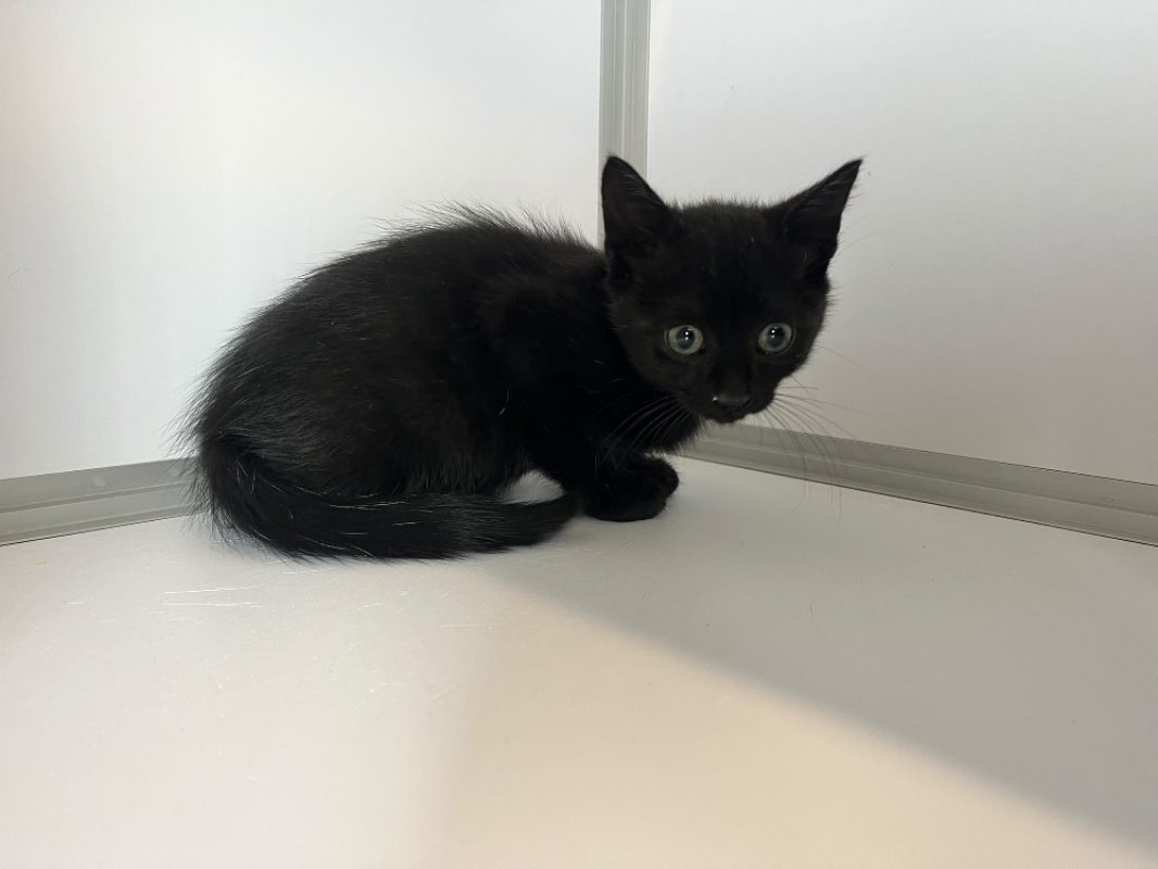 Soleil - Chat Européen à adopter