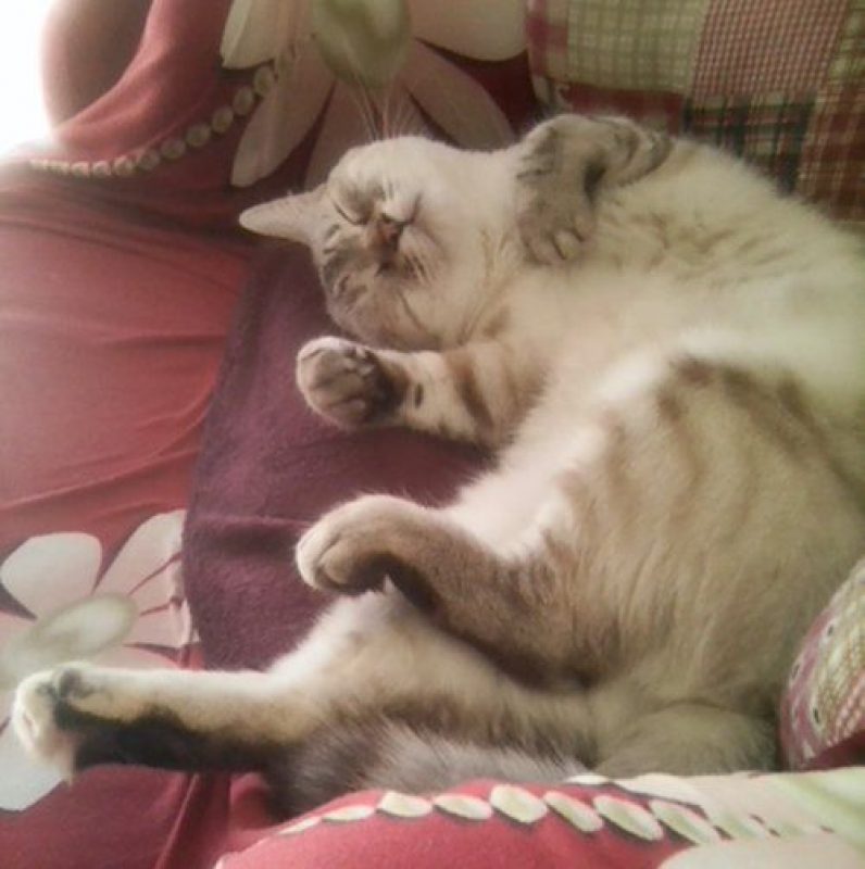 ISIS - Chat à adopter - photo 2