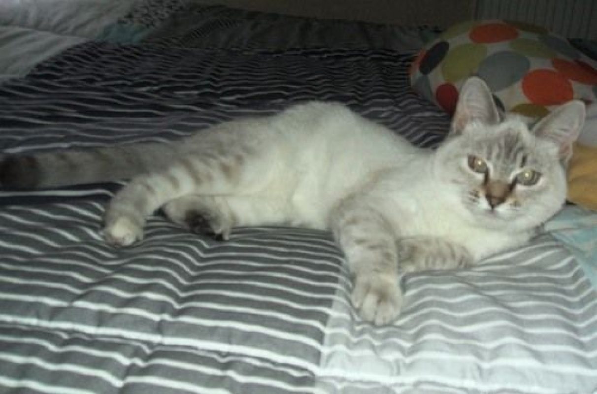 ISIS - Chat à adopter - photo 3