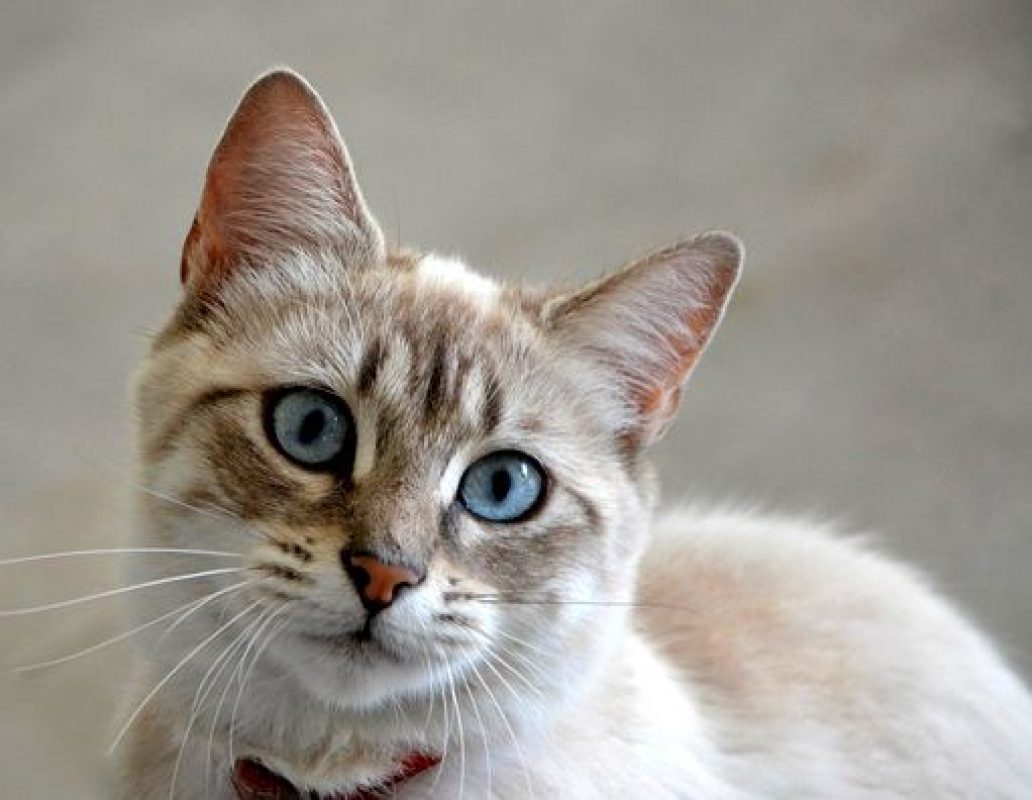 ISIS - Chat à adopter