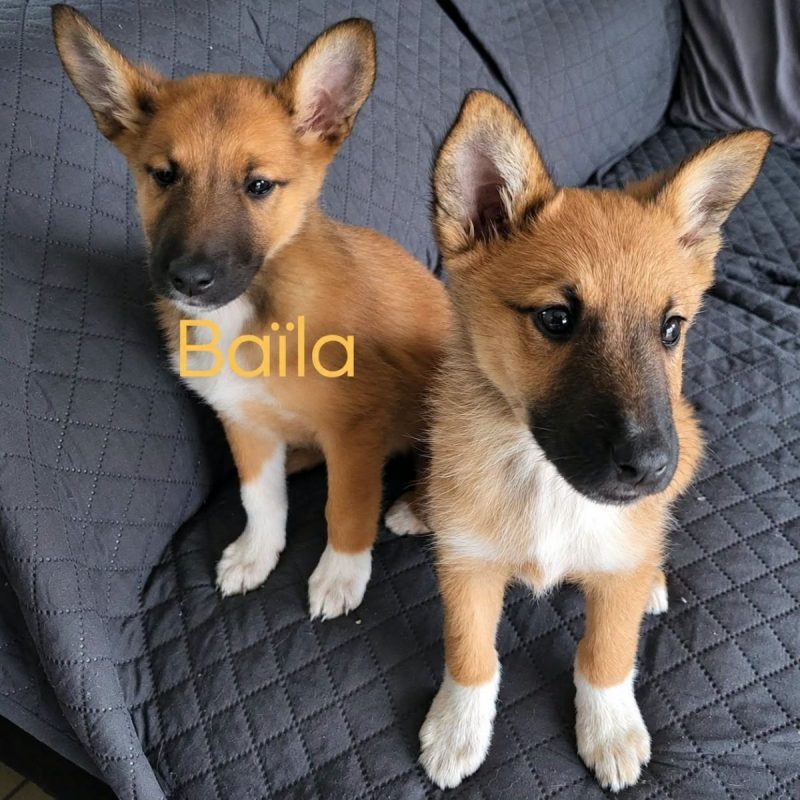 Baïla - Chien Berger Belge Malinois x Colley à poil court à adopter