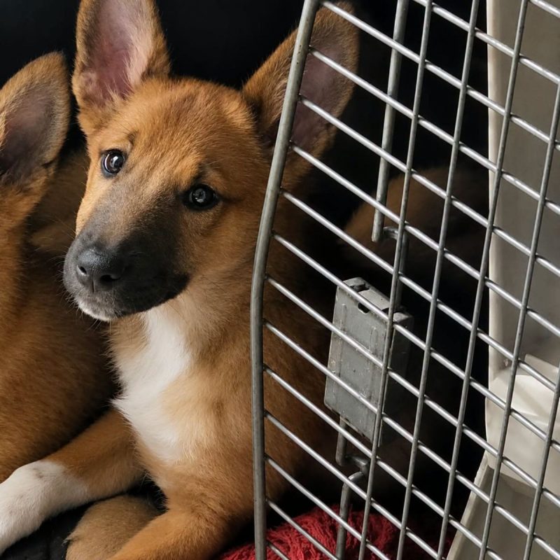 Baïla - Chien Berger Belge Malinois x Colley à poil court à adopter - photo 3