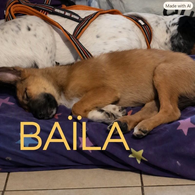 Baïla - Chien Berger Belge Malinois x Colley à poil court à adopter - photo 2
