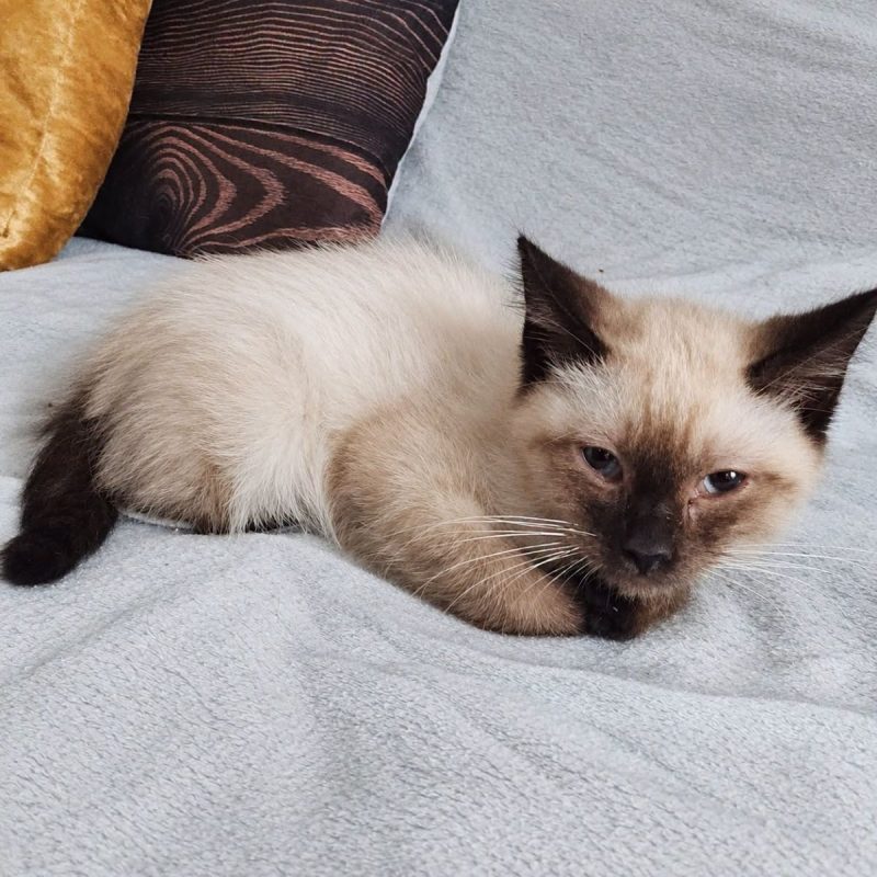 Coco - Chat Européen à adopter - photo 2