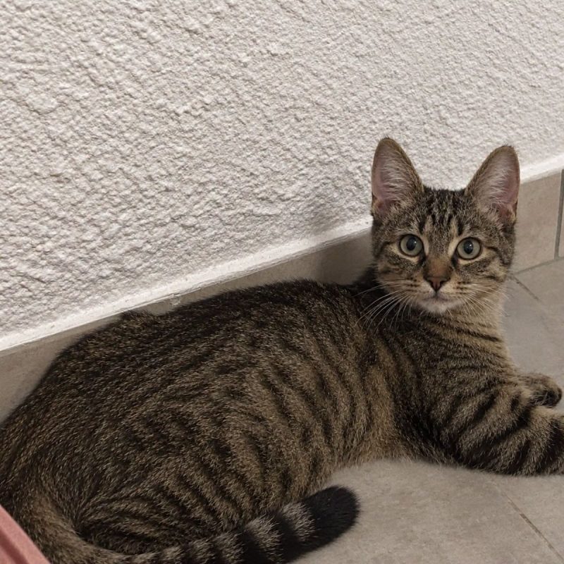Miso - Chat Européen à adopter