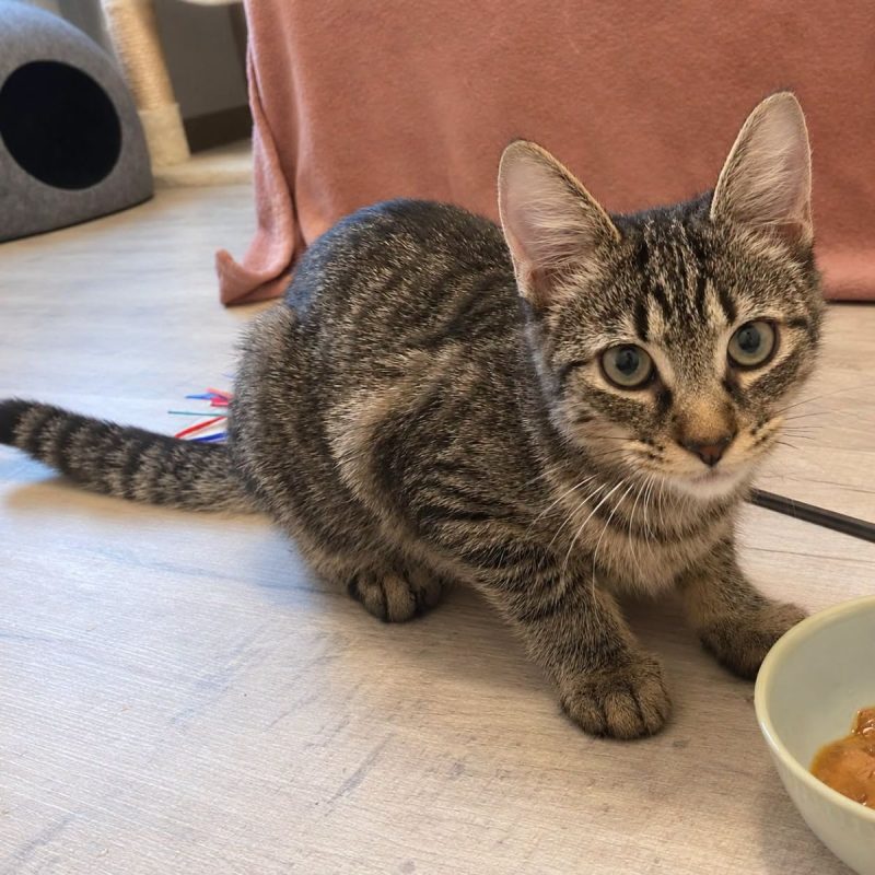 Miso - Chat Européen à adopter - photo 2