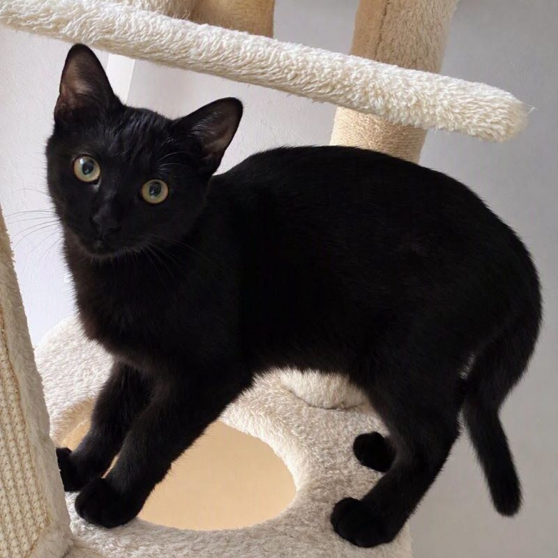 Nami - Chat Européen à adopter - photo 2