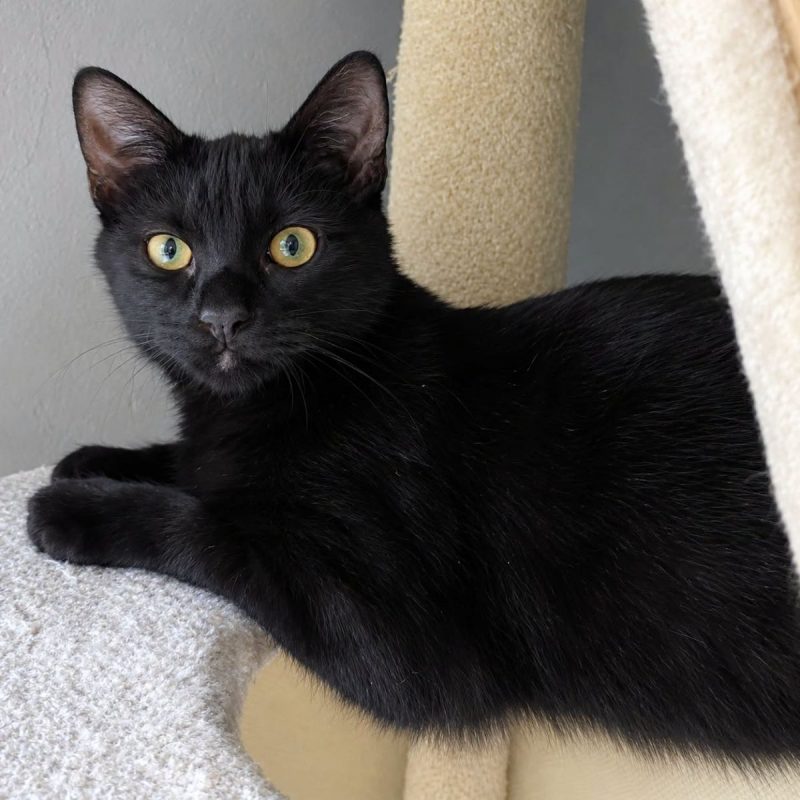 Nami - Chat Européen à adopter - photo 3