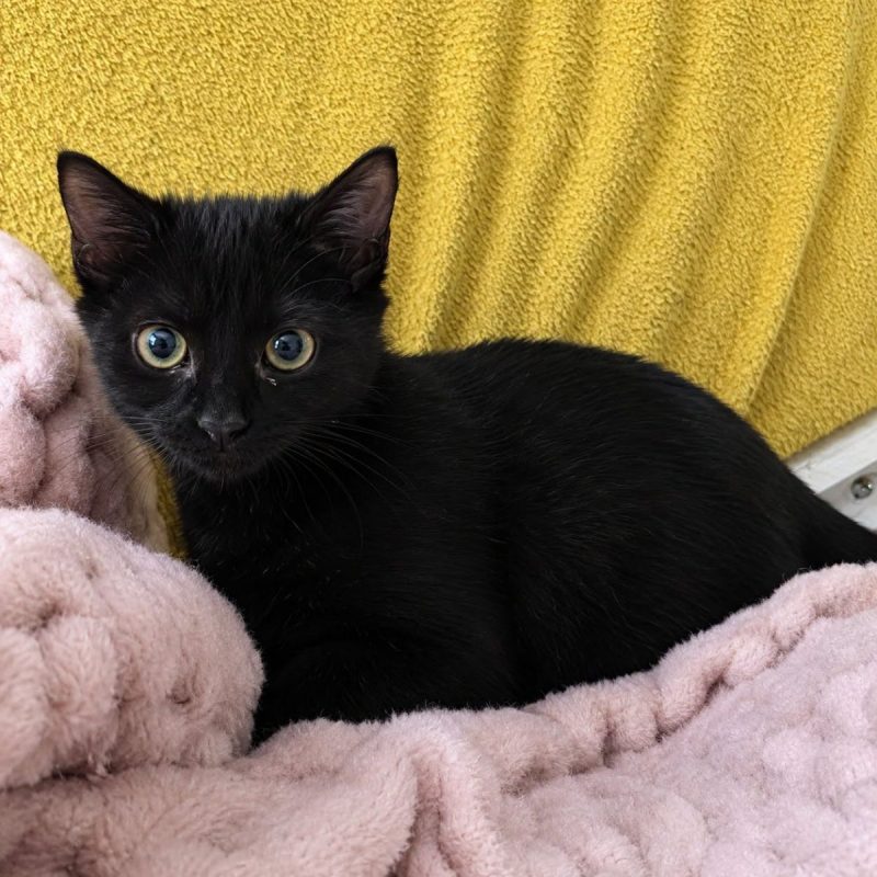 Loki - Chat Européen à adopter - photo 2