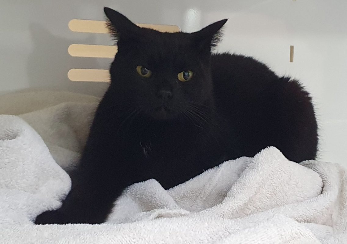 Bonnie - Chat Européen à adopter