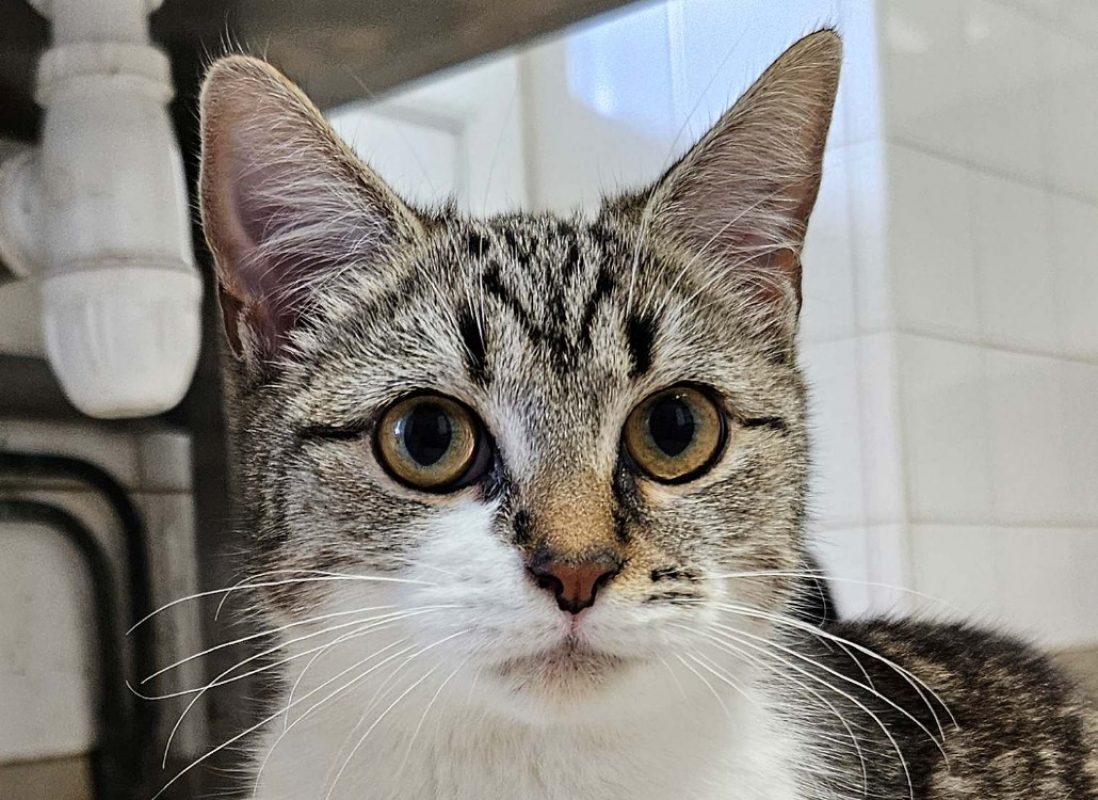 Olive - Chat Européen à adopter