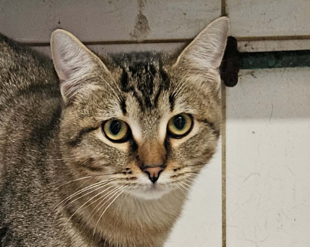 Popeye - Chat Européen à adopter
