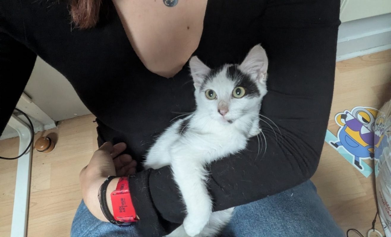 Emargues - Chat Européen à adopter