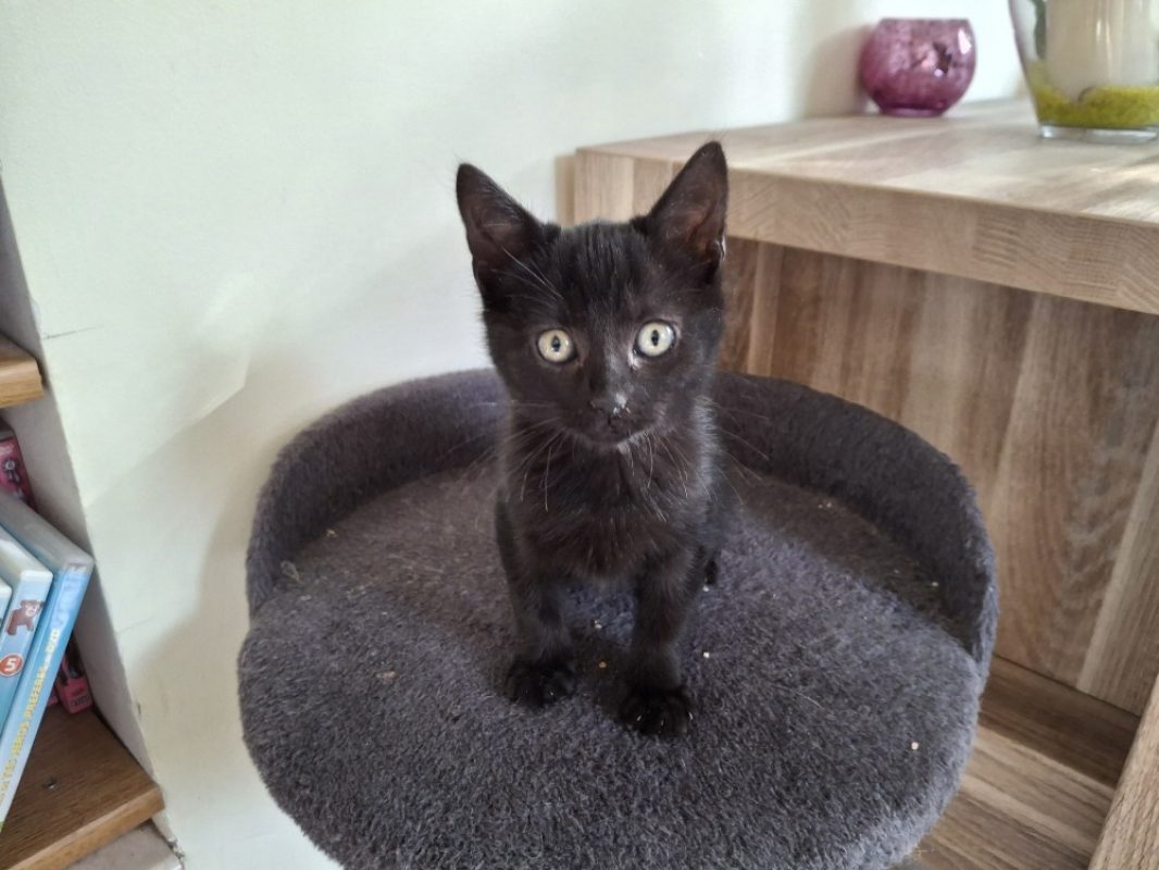 Edward - Chat Européen à adopter