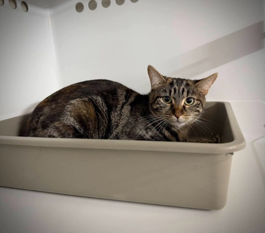 Choupinette - Chat Européen à adopter