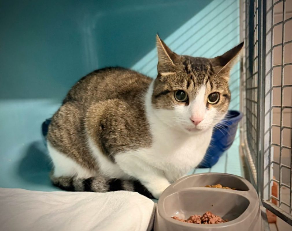 Lucien - Chat Européen à adopter